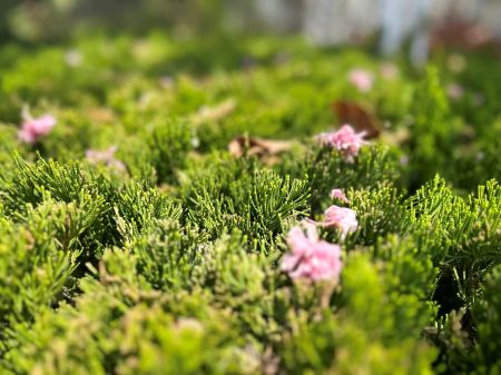 春信至 梅花香圖3